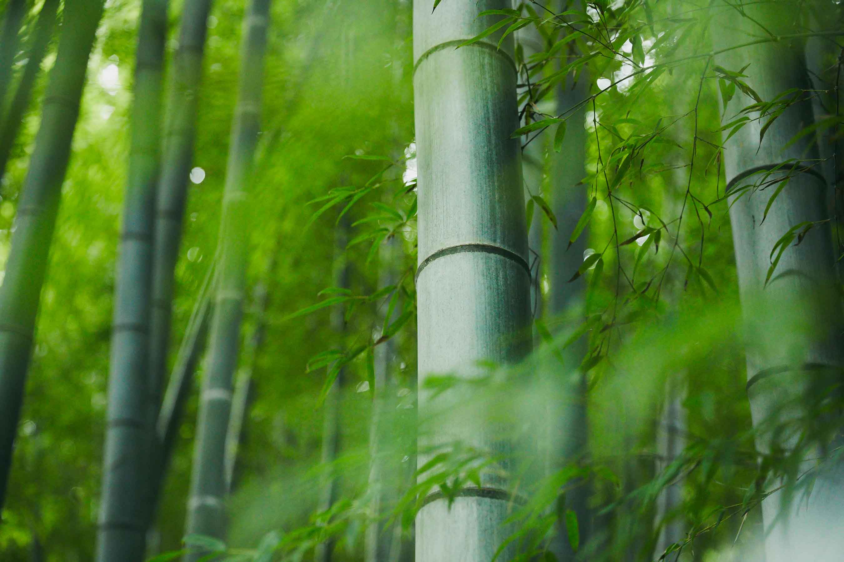 お問い合わせ Local Bamboo Inc